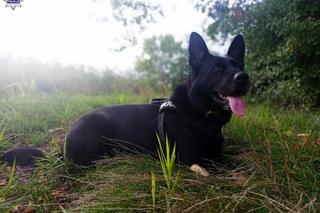 Policyjny pies odnalazł zaginionego w lesie 55-latka