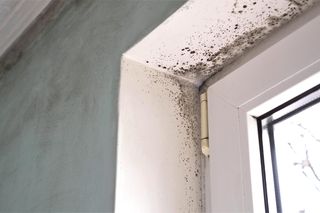 Pleśń czy grzyb – czym się różnią?  Jak skutecznie pozbyć się grzyba ze ściany?