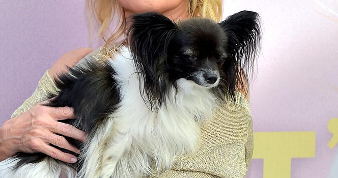 Rzucił Kasprzyk na kolana. Ewa Kasprzyk z pieskiem Shakirą