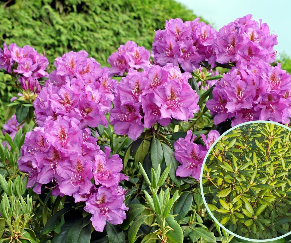 Rododendron nie kwitnie