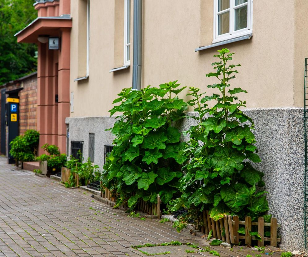 Partyzancki ogródek fasadowy na Mokotowie