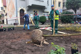 Zamiast asfaltu klomby z roślinami. Zmiany na Tylnej i Wałowej w Lesznie