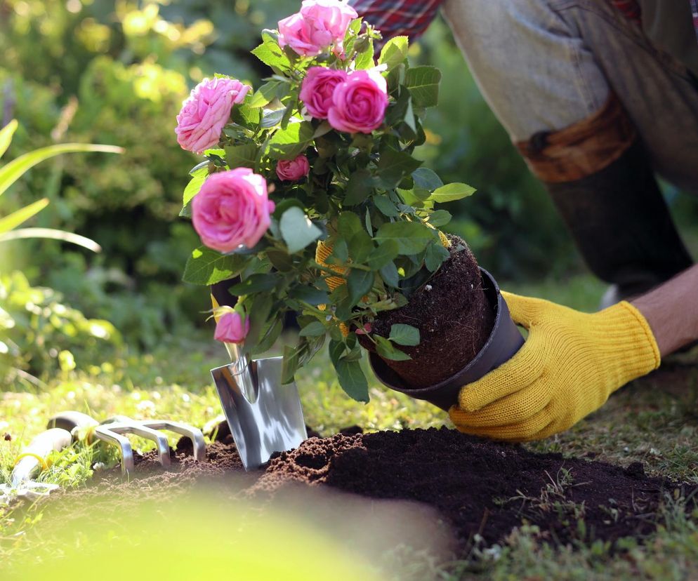 Kiedy przesadzać róże?