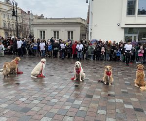 Golden Retriever WOŚP w Poznaniu