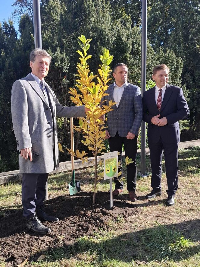 Kalisz. Przed Starostwem Powiatowym powstała alejka magnoliowa 