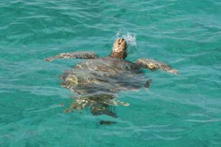 Wie na tobago cays