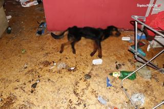  Martwy pies w mieszkaniu w Gliwicach. Wokół bałagan, ale karmy i wody brak