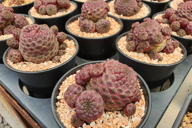 Sulcorebutia rauschii