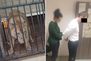 O krok od tragedii w ZOO. Naćpany 29-latek chciał wejść do klatki z lwami 