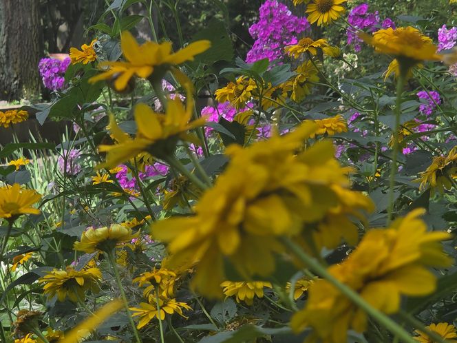 Letni spacer w zielonym sercu Bydgoszczy. Ogród Botaniczny UKW zaprasza!