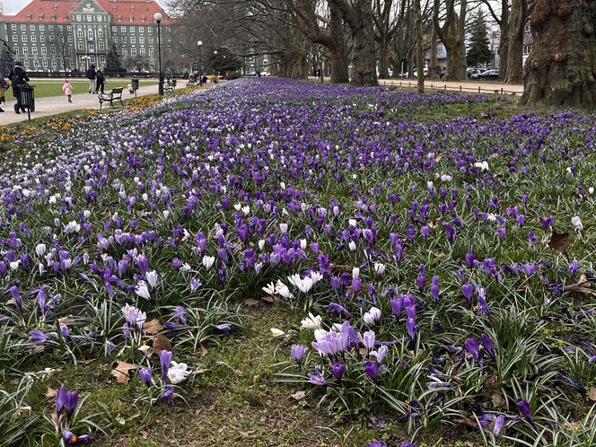 Krokusy w Szczecinie 