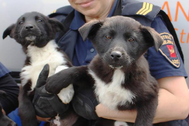 Kto przygarnie czarno-białe misie