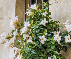 Dipladenia, mandevilla