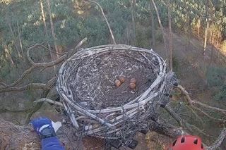 Interwencja u Zdenki i Borka w Dolinie Baryczy. Aroboryści ratowali jaja sokołów 