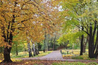 To najlepszy park w Olsztynie na jesienny spacer. Wyboru dokonała AI