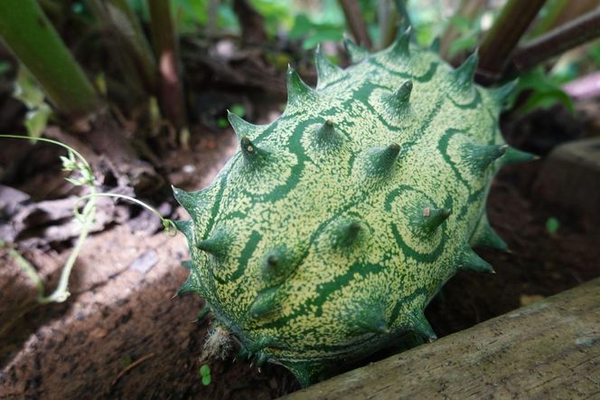 Kiwano 