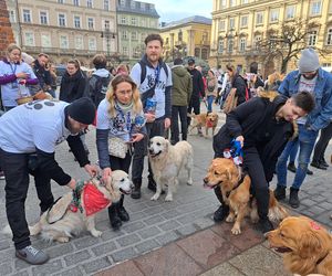 33. Finał WOŚP z grupą krakowskich Golden Retrieverów