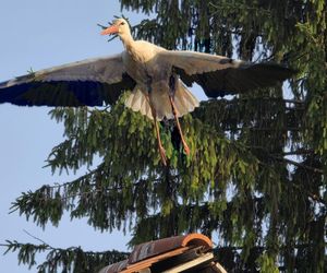 Kajtek bocian podwórkowy