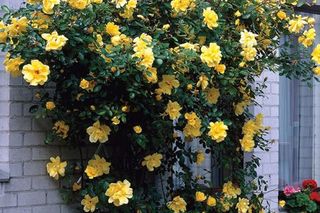 Róża pnąca Golden Showers 