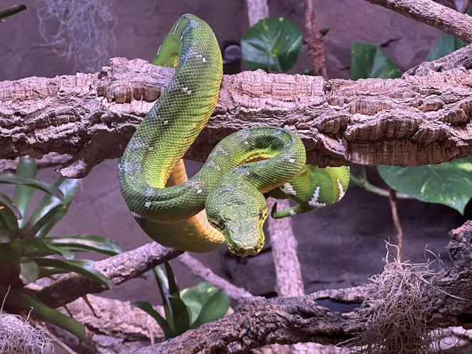 Nowe Egzotarium w Sosnowcu wkrótce otworzy się dla gości. Zobacz, jak wygląda w środku!