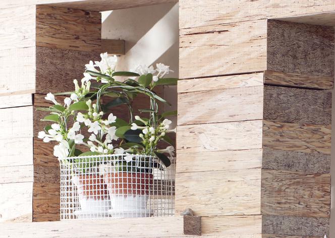 Stefanotis bukietowy