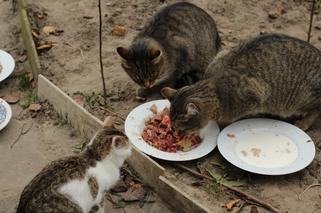 1000 zł za głowę kociego mordercy