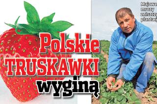 ZGROZA! Polskie truskawki wyginą - katastrofa dla rolników