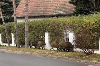 Dziki na Osowej Górze