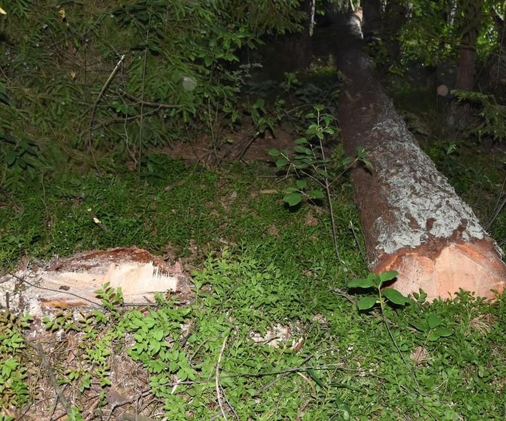 Łosiniec: Śmiertelny wypadek w lesie. Nie żyje 63-latek przygnieciony przez drzewo