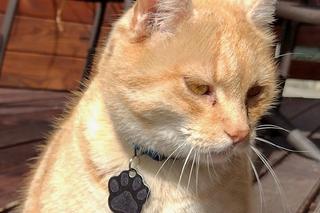 Koci celebryta z Przemyśla. Poznajcie kota Cząbra!