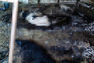 Piekło zwierząt w Idzbarku koło Ostródy. Gospodarz zatrzymany