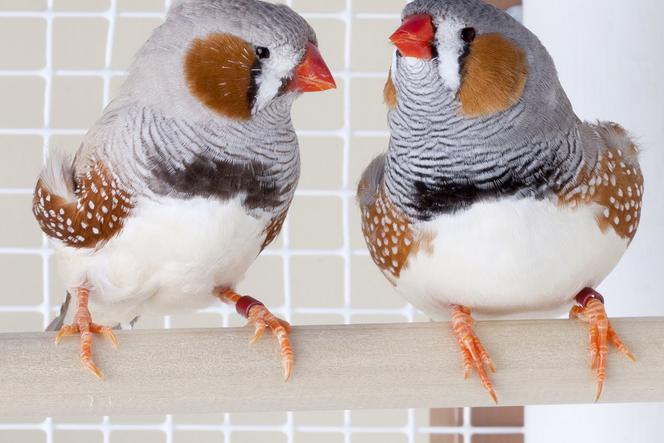 Zeberka – ptak egzotyczny w domu. Jak hodować zeberki, co jedzą, ile żyją?