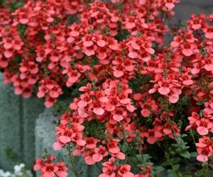 Diaskia - Diascia barberae