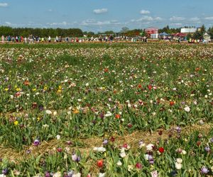Święto Tulipanów 2025