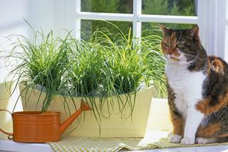 Rośliny w domu bezpieczne dla kota