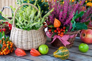 Zainspiruj się! Jesienne kwiaty na balkon – wrzosy, chryzantemy i więcej - ZDJĘCIA