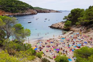 Ogromne węże na modnej wśród turystów wyspie. Odstraszają plażowiczów, bo mnóstwo ich w morzu