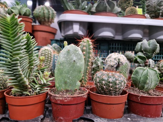 Egzotyczny świat zawitał do Bydgoszczy! ZooEgzotyka 2025 i Targi Akwarystyki przyciągnęły tłumy