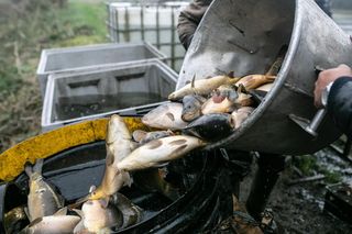 Ceny karpia w Małopolsce. Ile kosztuje kilogram ryby? 