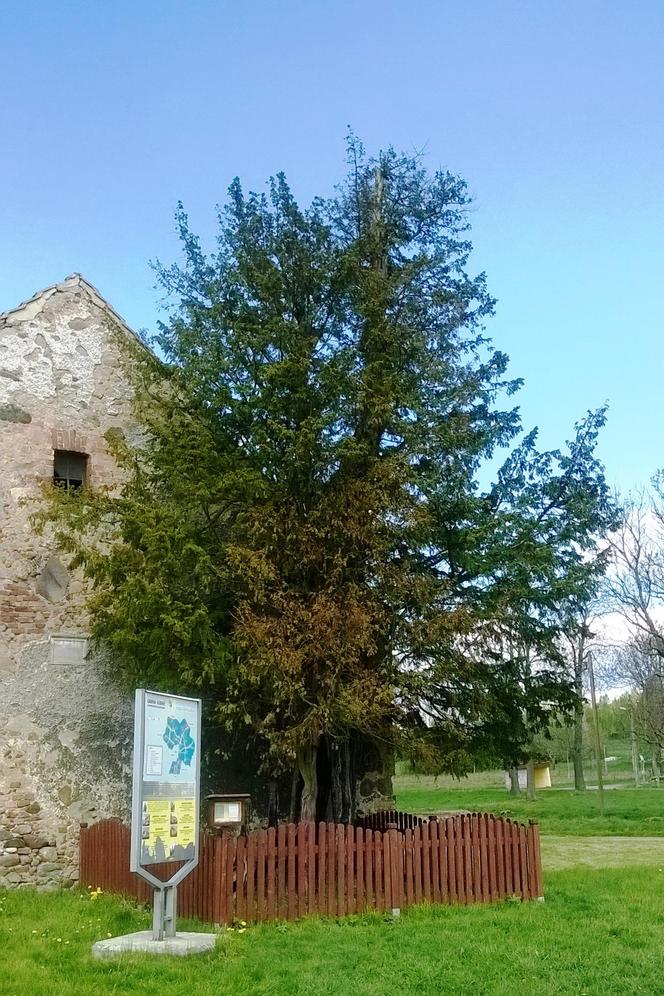 Najstarsze drzewo w Polsce
