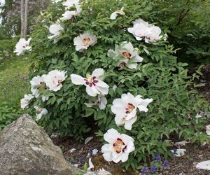 Jak uprawiać piwonię krzewiastą? [Porada eksperta]