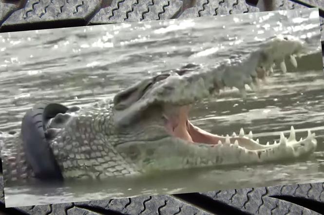 Krokodyl z oponą na szyi
