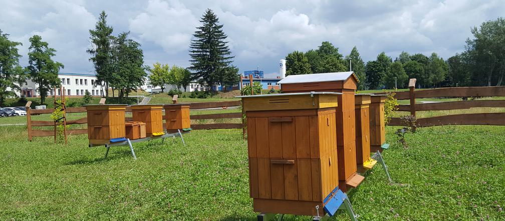 Już ponad pół miliona pszczół w miejskiej pasiece na Zwięczycy! Za nami pierwsze miodobrania