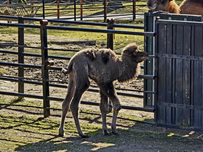 Ach wiosna! W chorzowskim zoo urodził się wielbłąd Franek