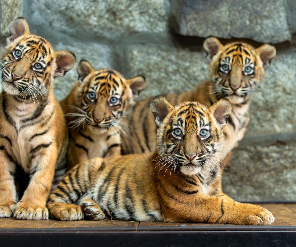 Cztery tygrysy sumatrzańskie z wrocławskiego zoo otrzymały imiona