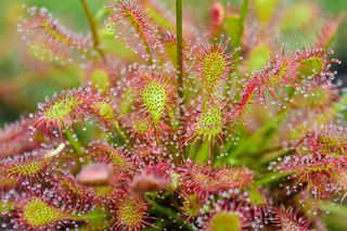 Rosiczka - Drosera