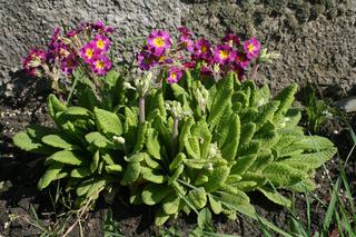Pierwiosnek wyniosły - Primula elatior