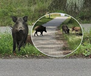 Co za widok! Zamiast rowerzystów - dziki na trasie