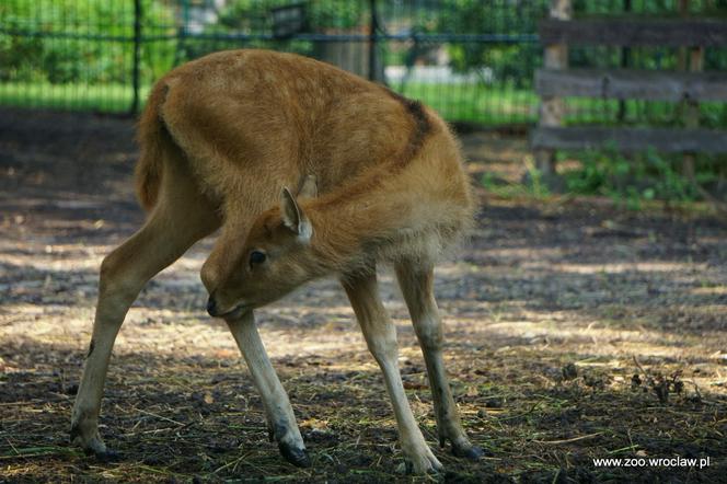Milu to gatunek jeleni uznany za wymarły w naturze. Wrocławskie zoo jest jednym z 60, które prowadzą hodowlę zachowawczą. Kilka tygodni temu na świat przyszedł młody osobnik.