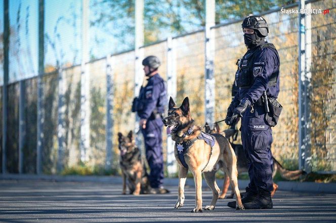 Te psy to superbohaterowie. Pełnią służbę w Policji Śląskiej i są elitą w całej Polsce 